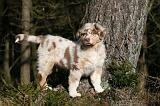 BERGER AUSTRALIEN PUPPIES 603